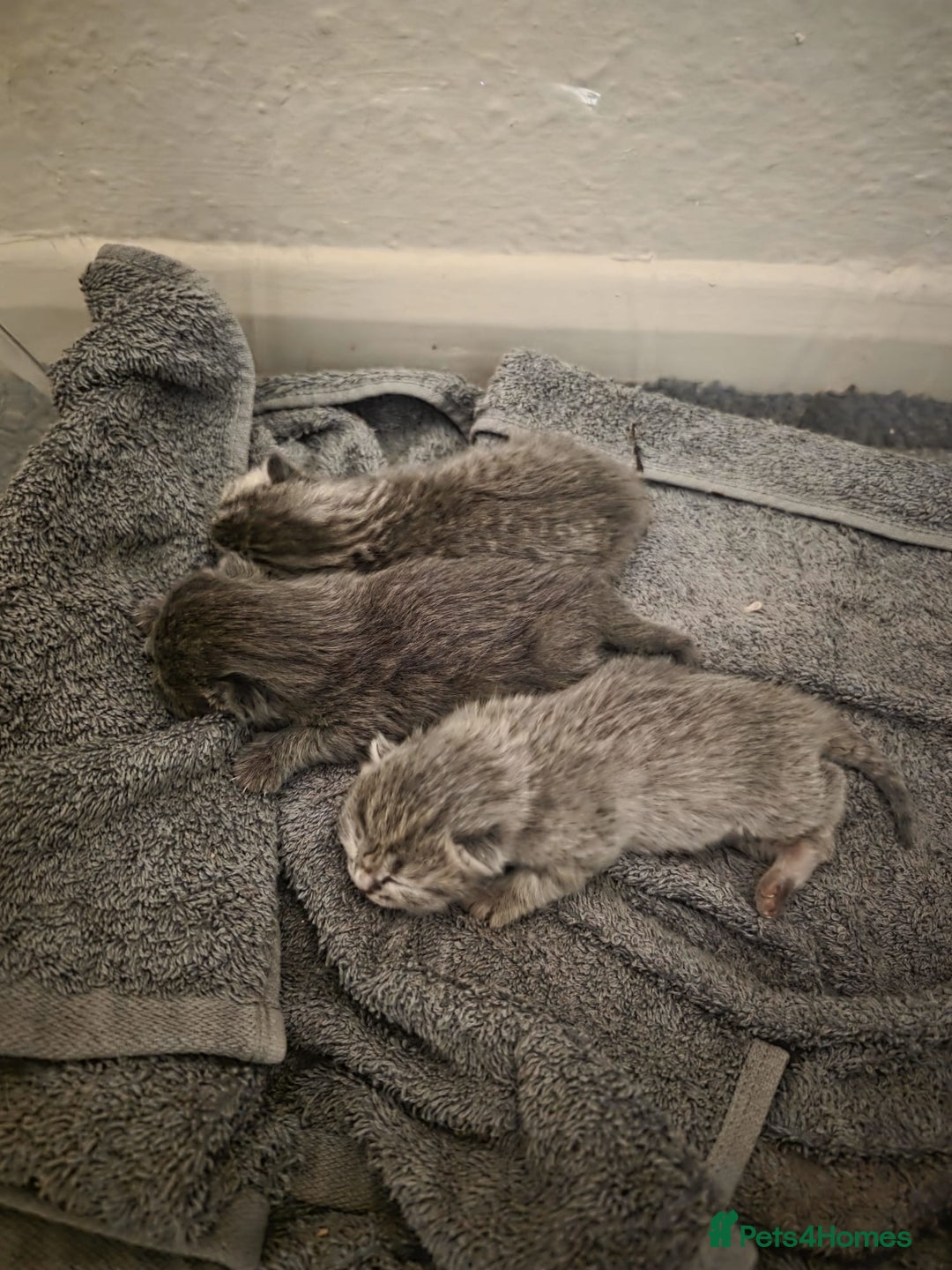 British Shorthair cats for sale: 1 male 1 female British shorthair kitten for sale  - Image 8
