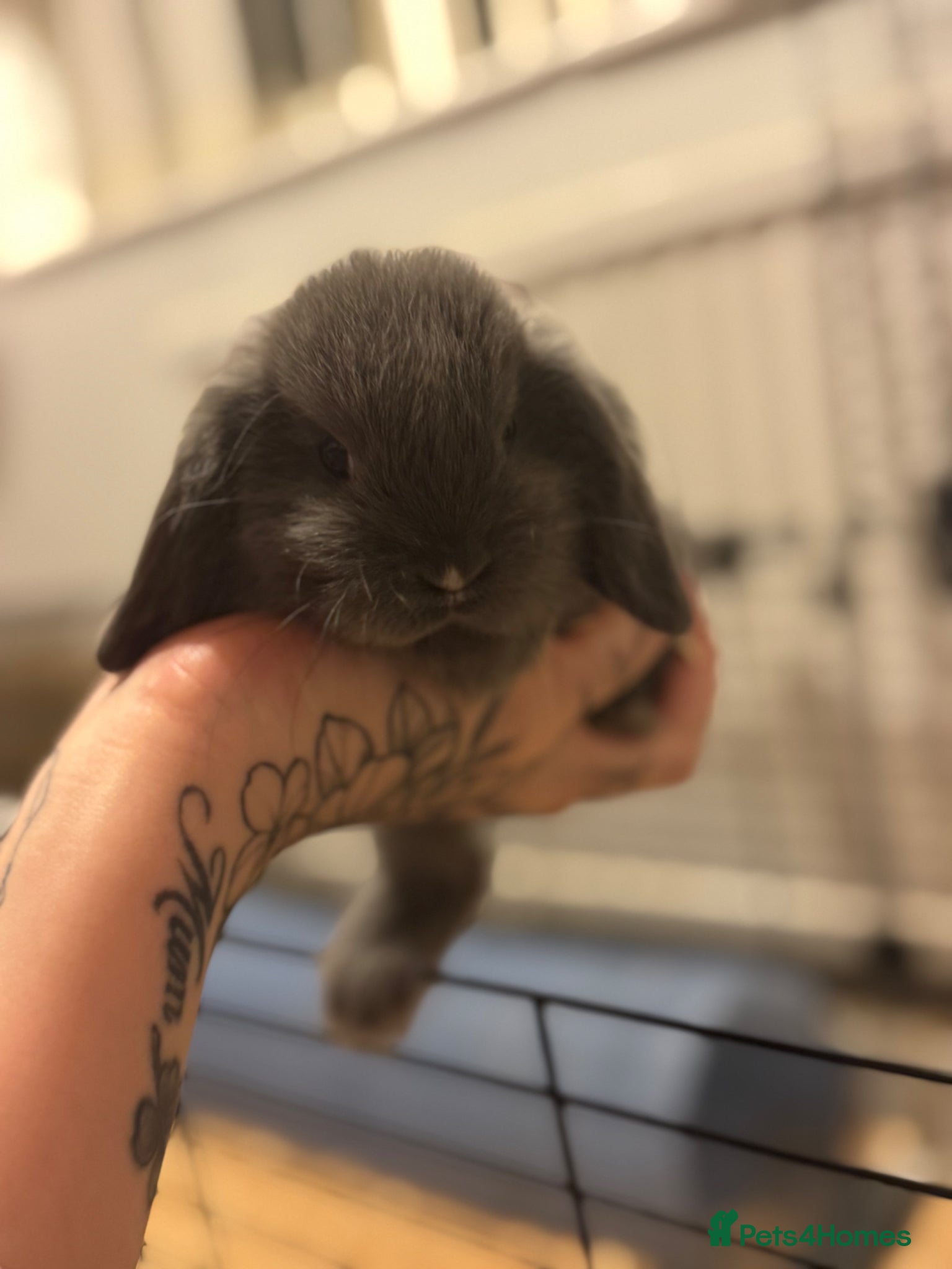 Mini Lop rabbits Mini lop bunnies - VERY friendly  - Advert 15