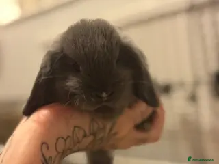 Mini Lop rabbits Mini lop bunnies - VERY friendly - Advert 15