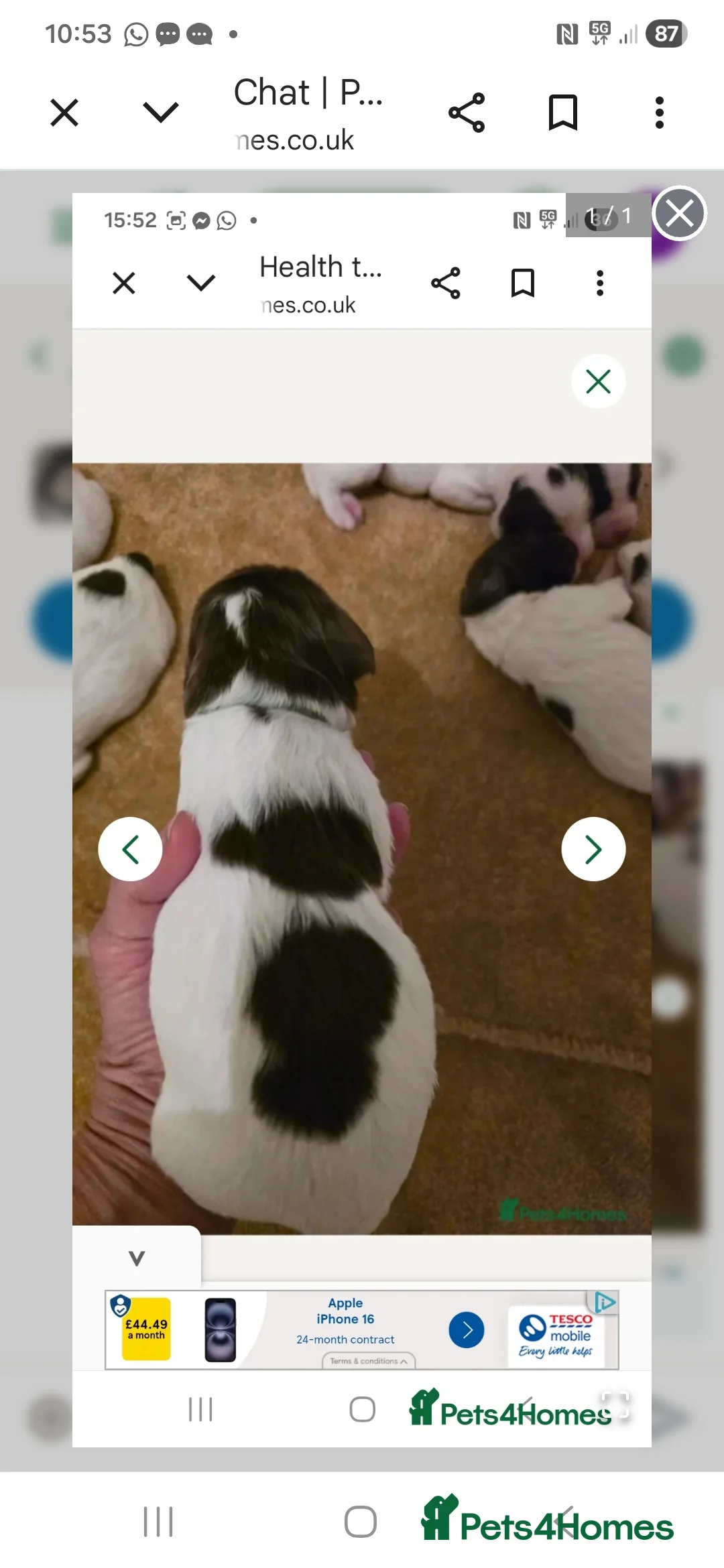 English Springer Spaniel dogs for sale:  Health tested Springer Spaniel puppies - Advert 3