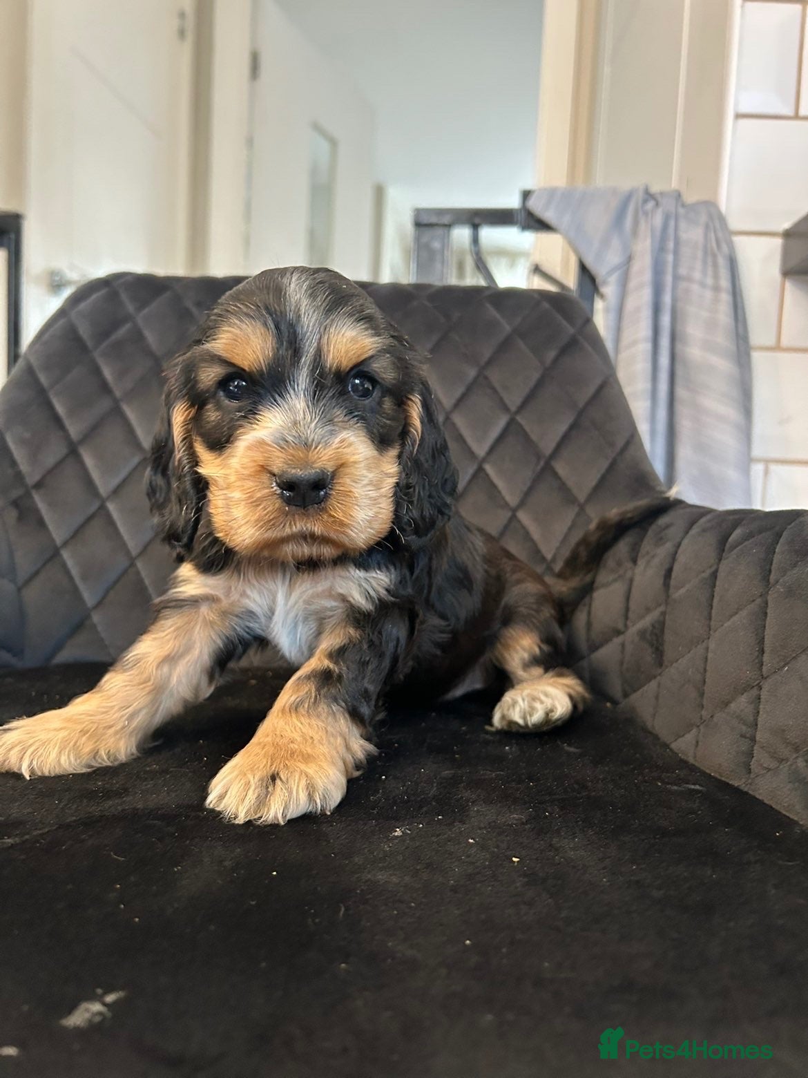 Cocker Spaniel dogs 🐶RIZI BIZI beautiful pedigree show spaniels🐶 - Advert 2
