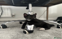 Mixed Breed cats for sale: 🐾 Cute Mixed British Shorthair🐾  - Image 5