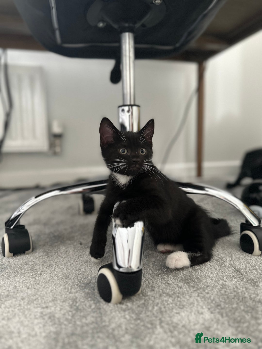 Mixed Breed cats for sale: 🐾 Cute Mixed British Shorthair🐾  - Image 5