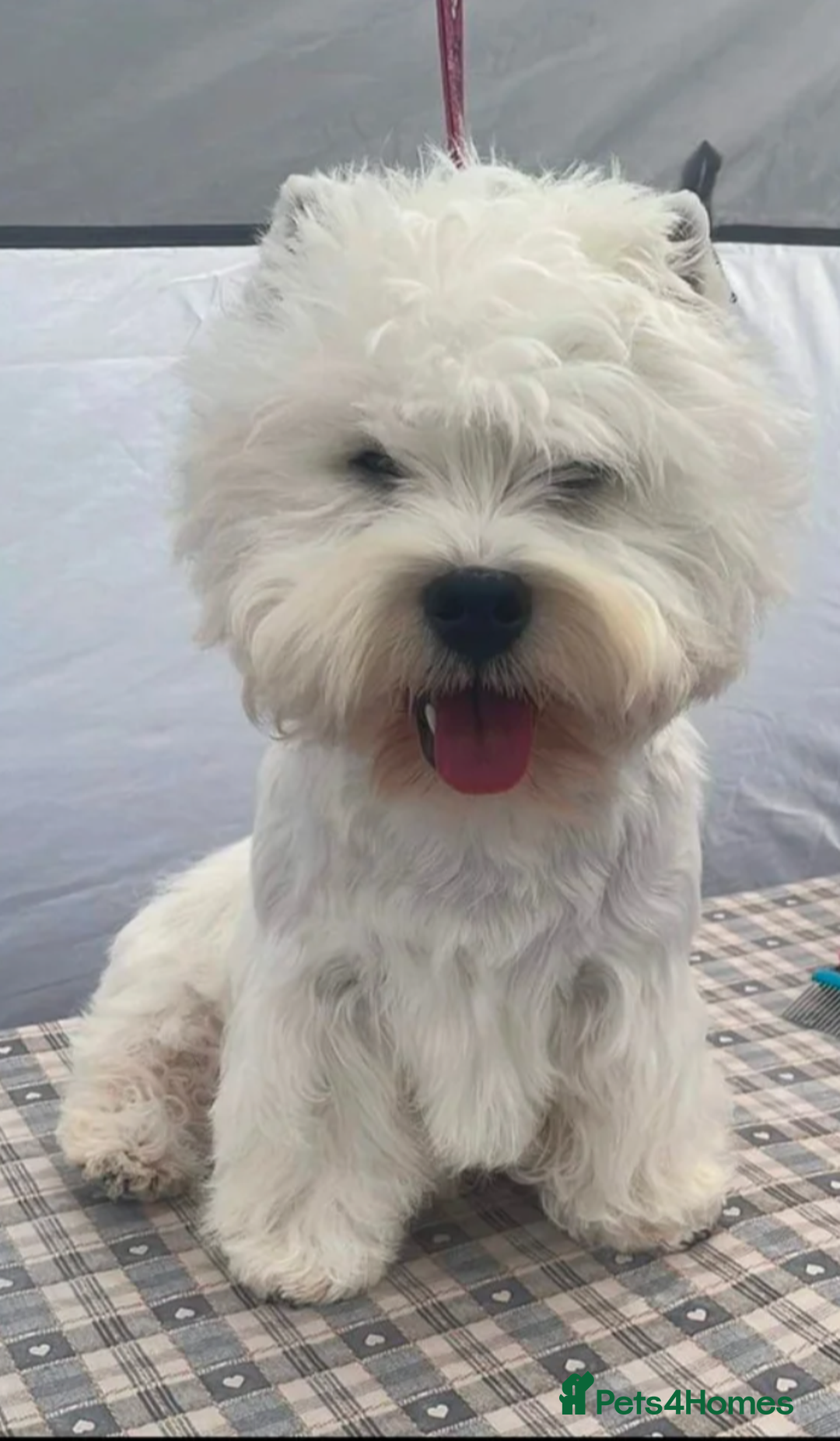 West Highland Terrier dogs for sale: Lovely puppies looking for new home. Waiting list - Advert 5