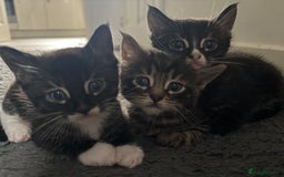 Maine Coon cats for sale: Super friendly fluffy Maine coon X Bengal kittens - Image 1