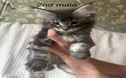 Maine Coon cats for sale: Beautiful blue smoke torbie Maine coon kittens  - Image 3
