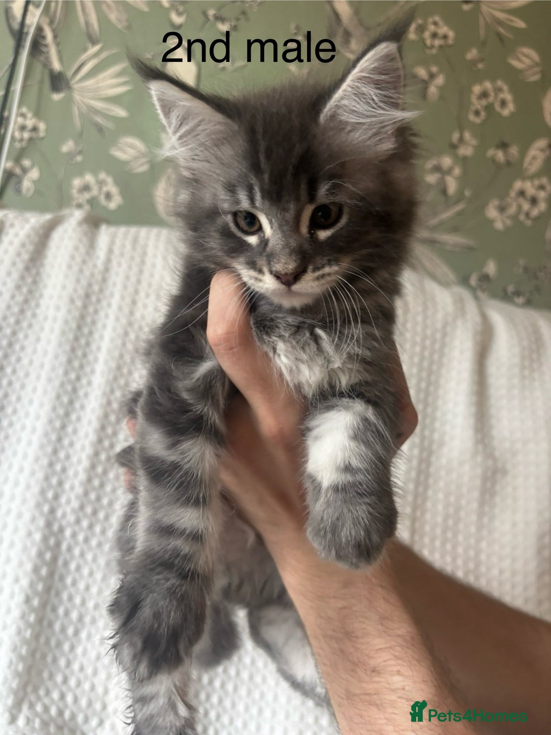 Maine Coon cats for sale: Beautiful blue smoke torbie Maine coon kittens  - Image 3
