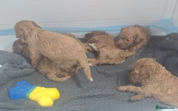 Cavapoo dogs for sale: Miniature F1B Cavapoo puppies 1 Left - Image 28