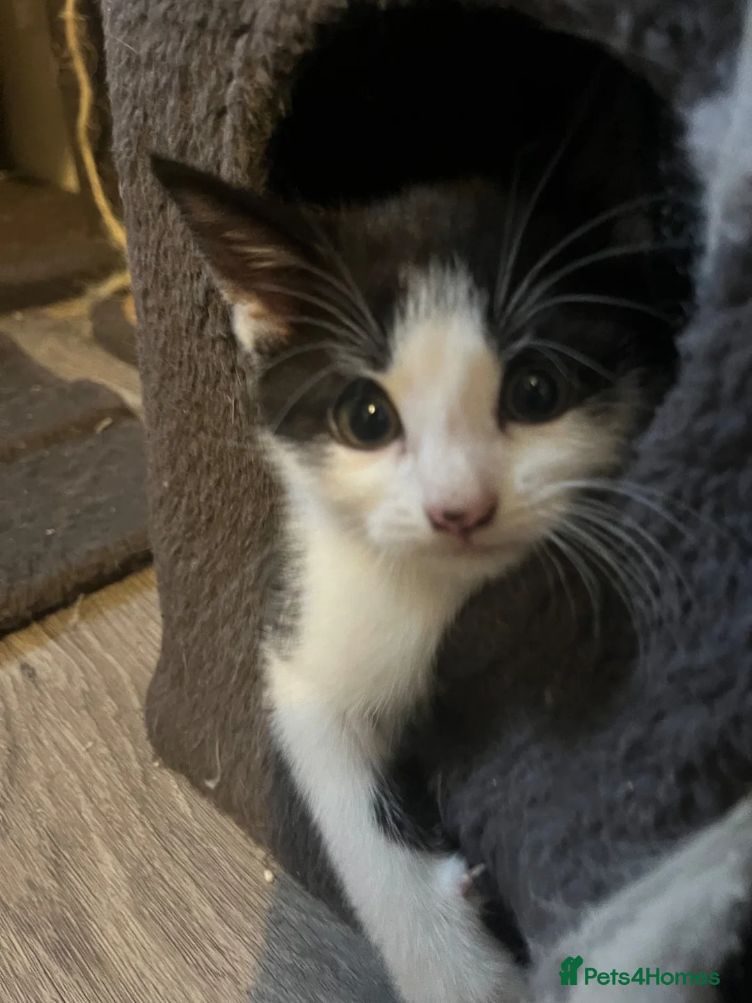 Mixed Breed cats for sale: Tuxedo kittens  - Advert 10