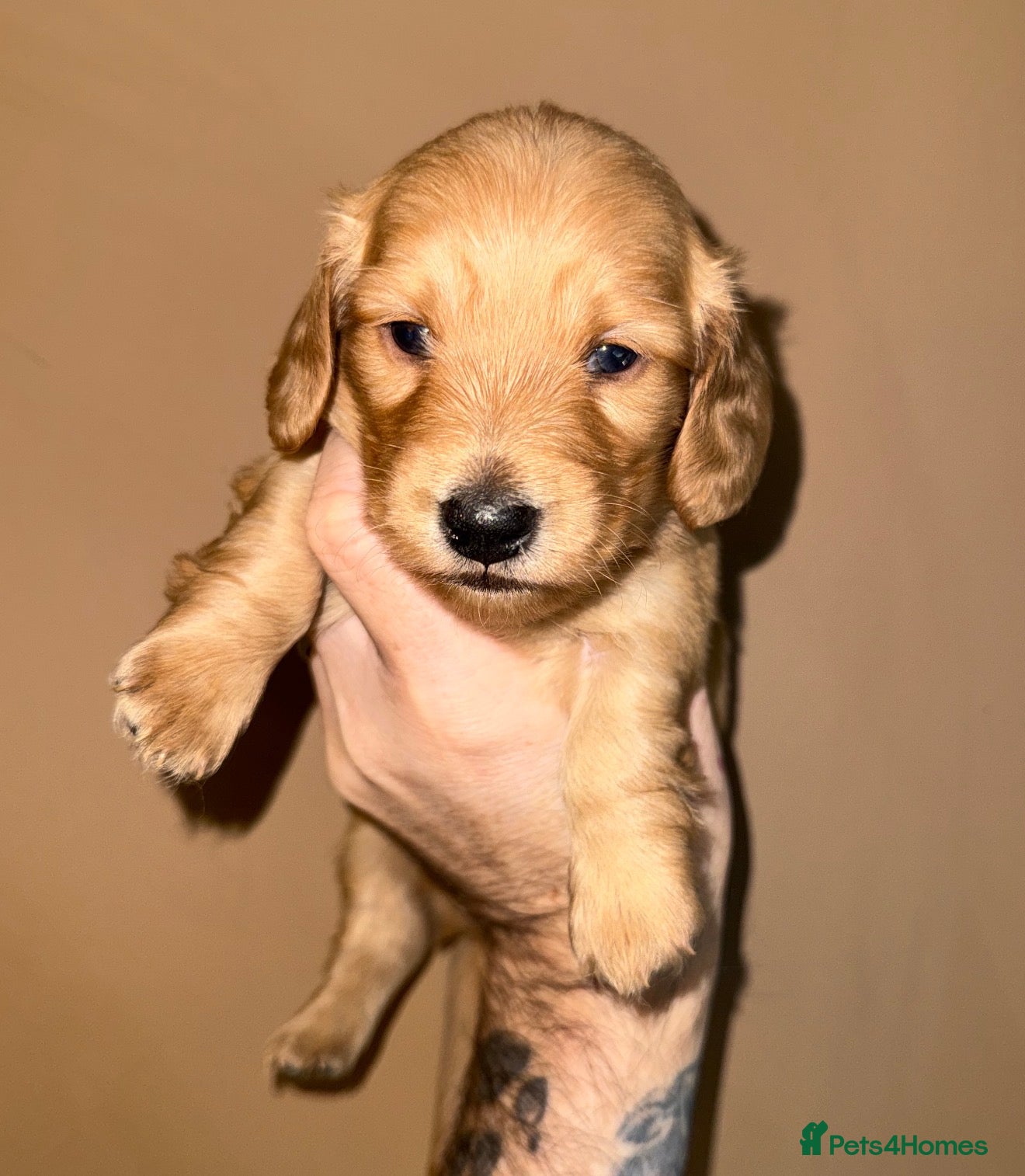 Miniature Dachshund dogs 🧡💛Stunning Longhaired Dachshund Puppies💛🧡 - Advert 16