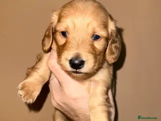 Miniature Dachshund dogs 🧡💛Stunning Longhaired Dachshund Puppies💛🧡 - Advert 16