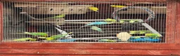 Budgerigars birds for sale: Adult budgies for sale , ready now  - Advert 16