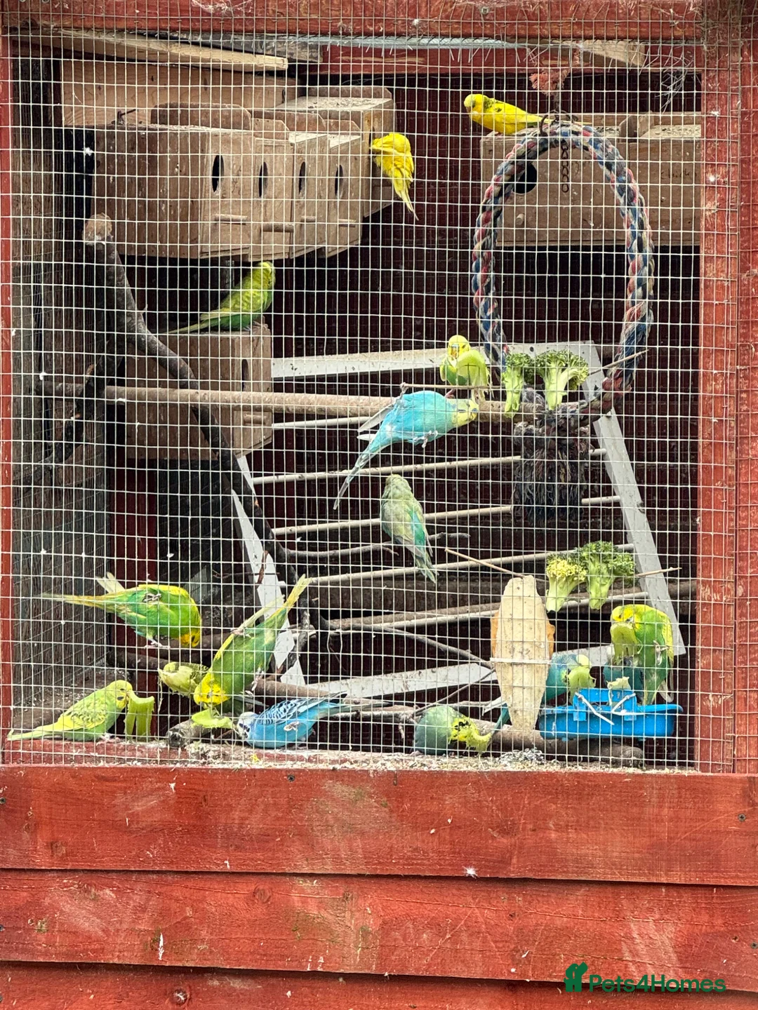 Budgerigars birds for sale: Adult budgies for sale , ready now  - Advert 16