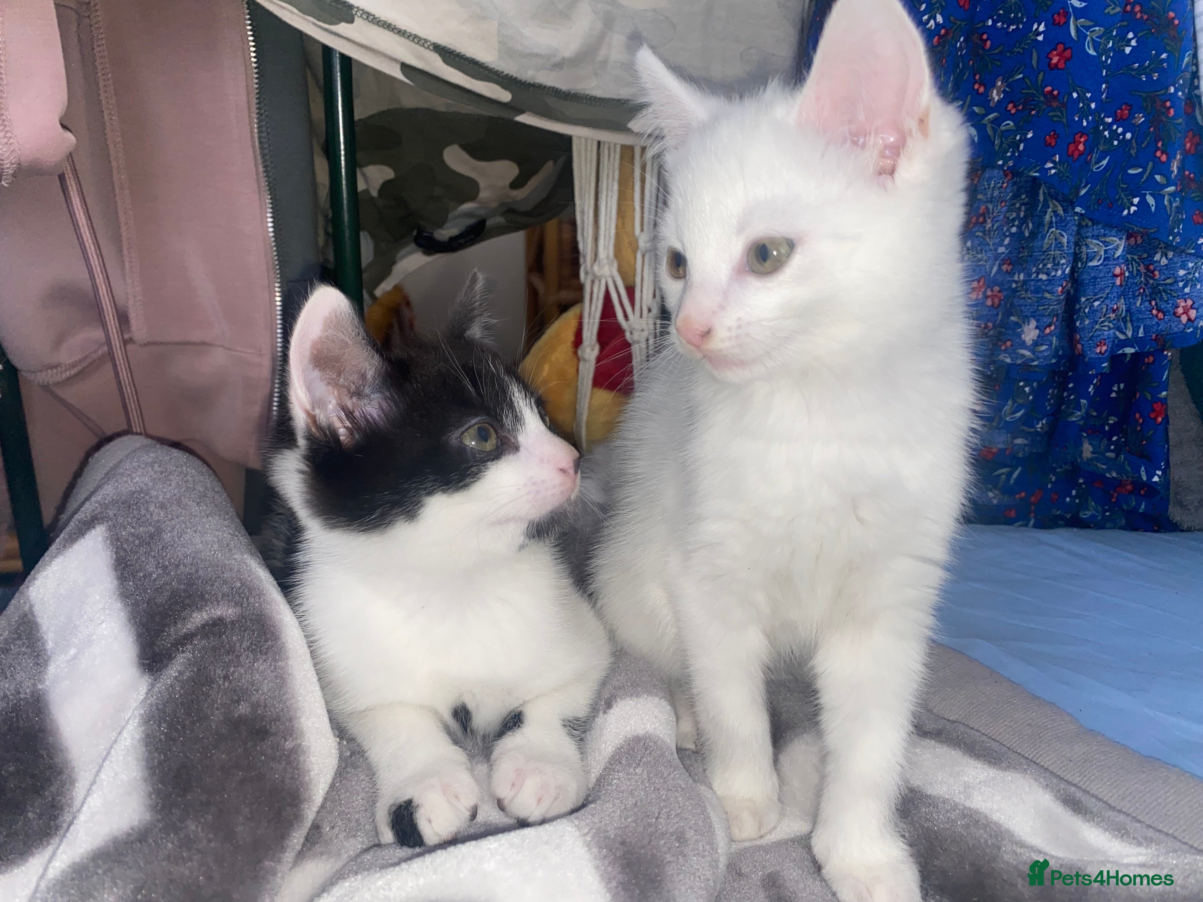 Domestic Shorthair cats Male/female kittens - Advert 14