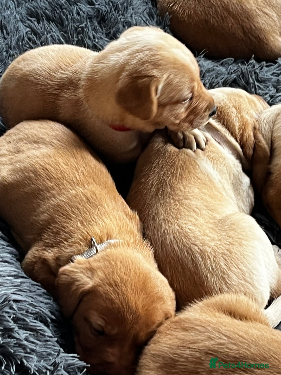 Labrador Retriever dogs for sale: Beautiful fox red puppies  - Advert 9