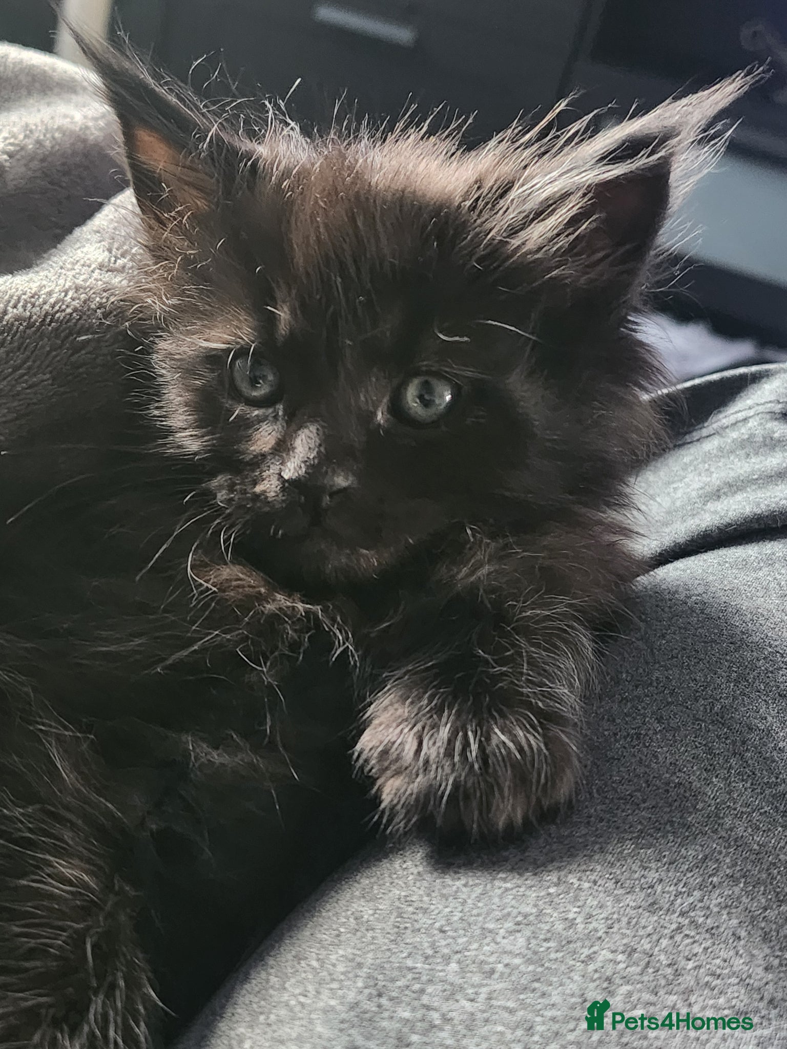 Maine Coon cats Maine Coon Kittens - only 1 available  - Advert 3