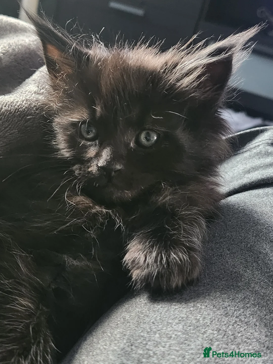 Maine Coon cats for sale: Maine Coon Kittens - Advert 1