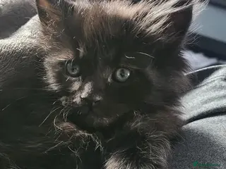 Maine Coon cats Maine Coon Kittens - only 1 available - Advert 5