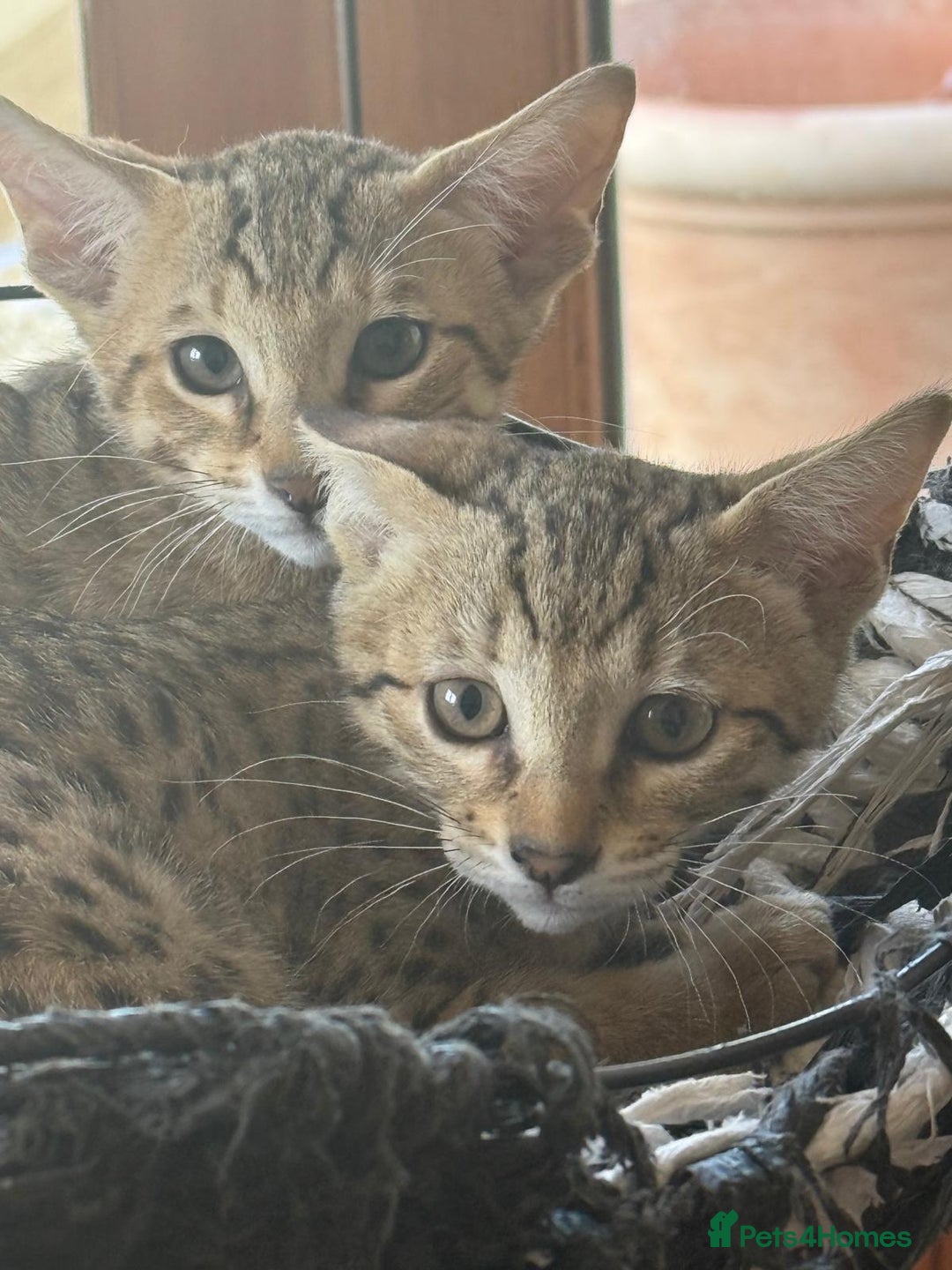 Savannah cats for sale: Stunning F4 kittens ready for their forever homes - Image 10