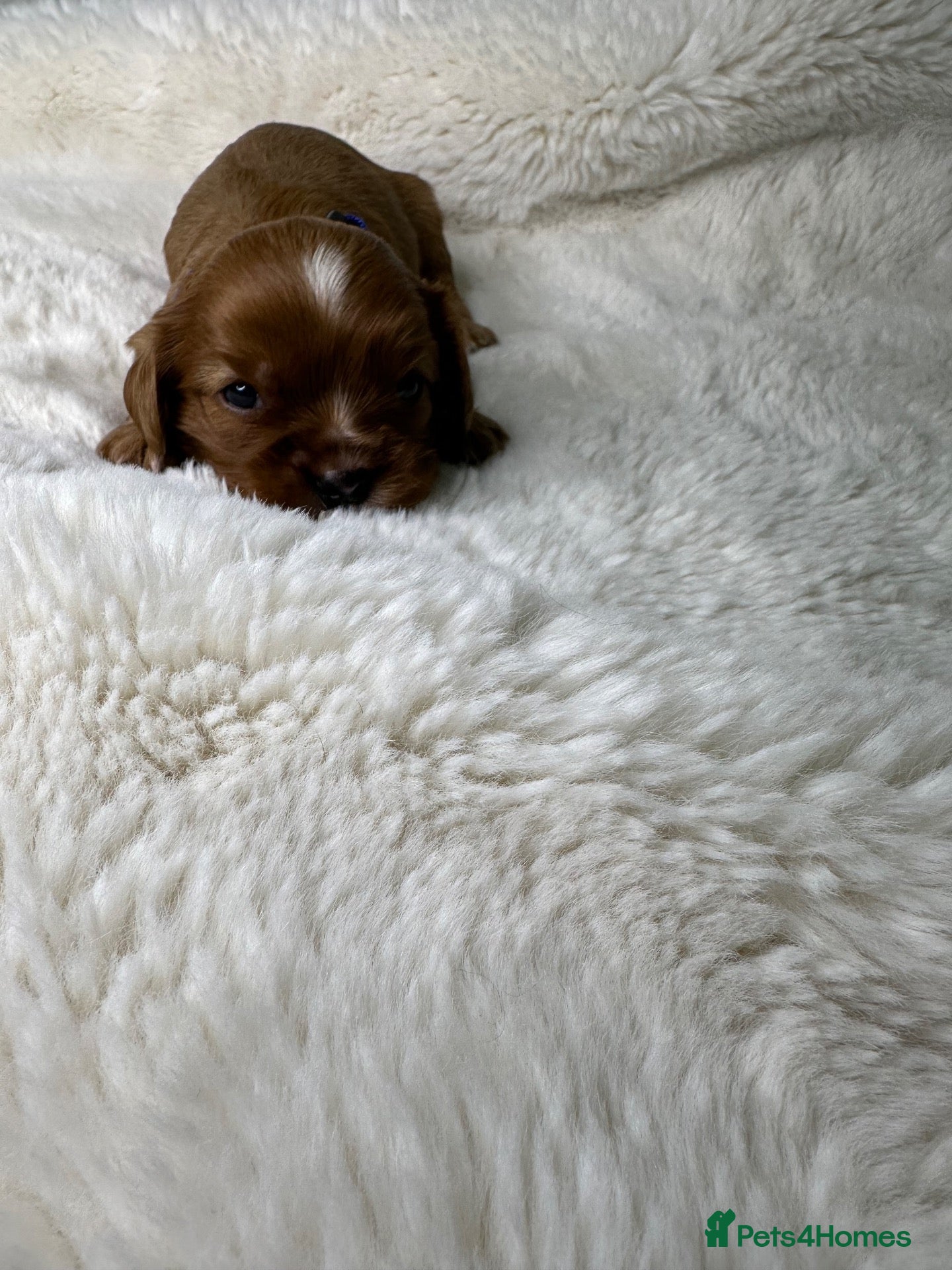 Cavalier King Charles Spaniel dogs Extensively health tested Puppys  - Advert 15