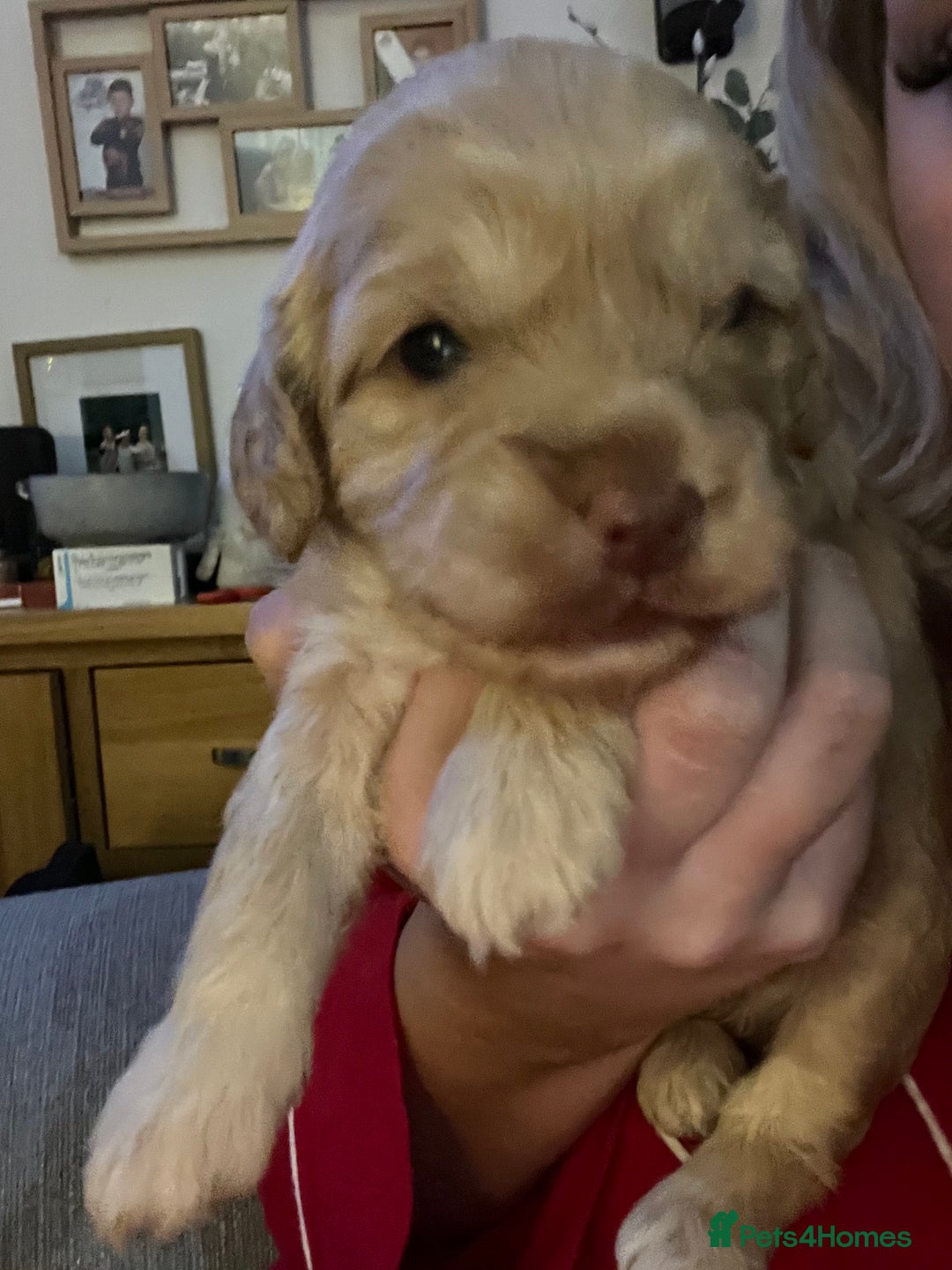 Cockapoo dogs for sale: Cockapoos for sale.  - Advert 34