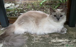 Ragdoll cats for sale: Full Pedigree Blue Point Mink Female 1 Year Old  - Image 2