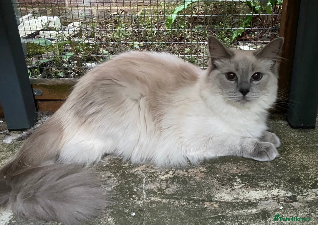 Ragdoll cats for sale: Full Pedigree Blue Point Mink Female 1 Year Old  - Image 2