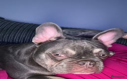 French Bulldog dogs for sale: Frenchie boy looking for new forever home - Image 1