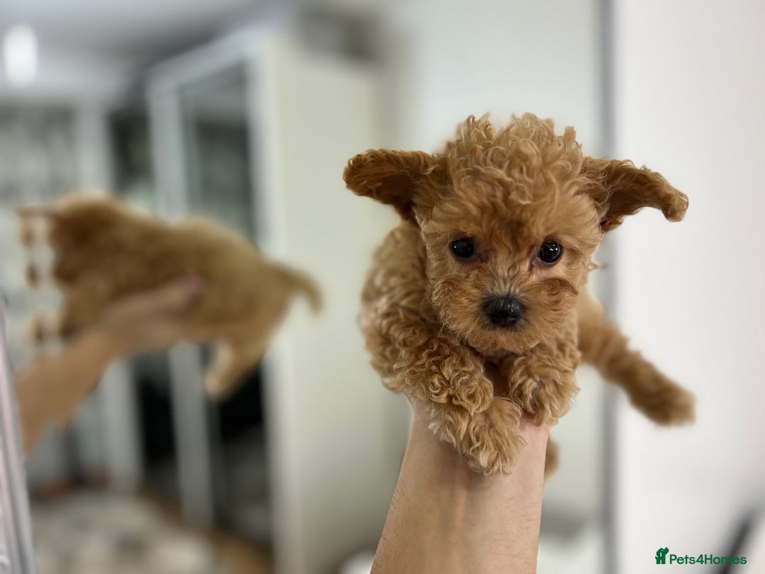 Maltipoo dogs for sale: 🐩Korean Maltipoo🐩 - Image 5
