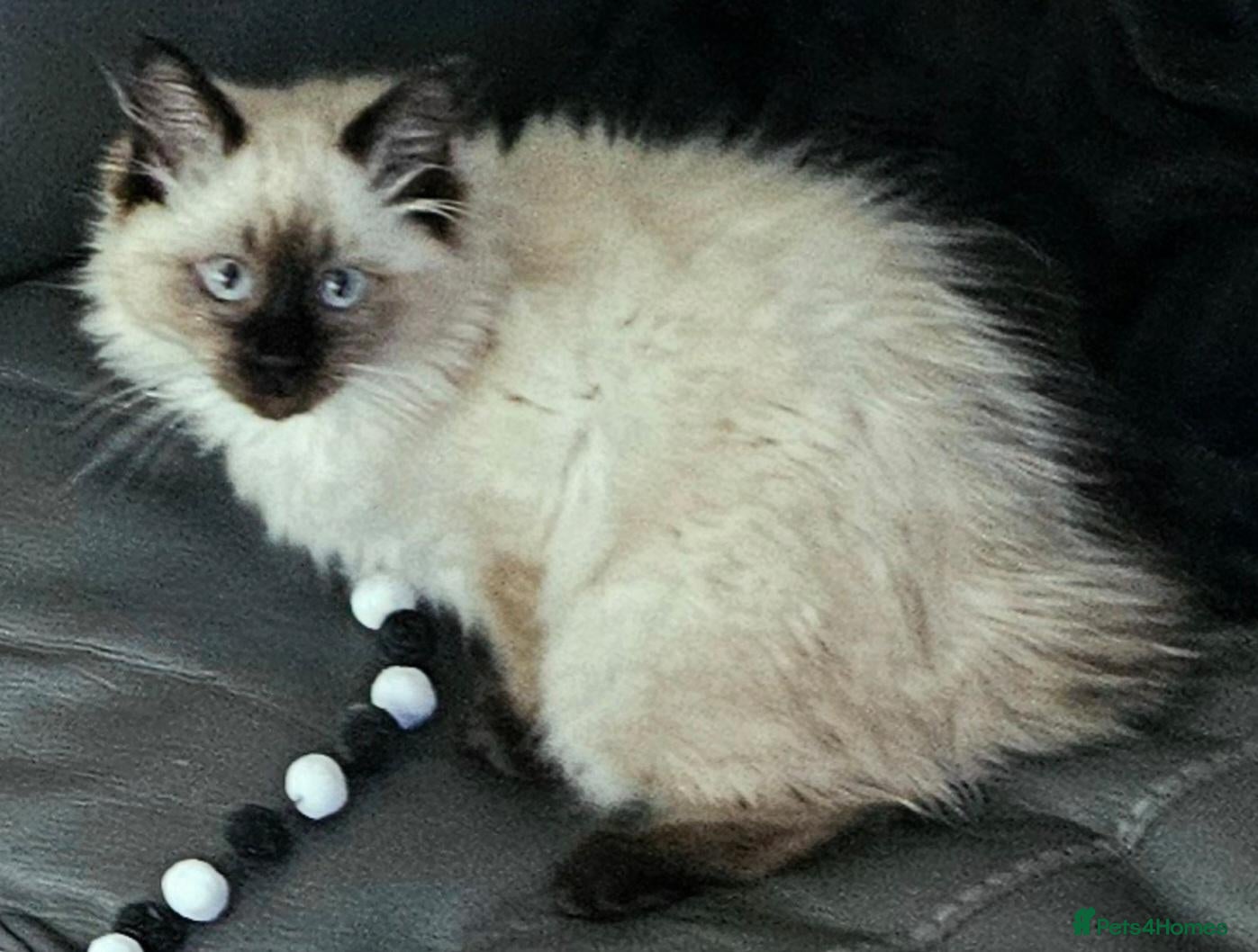 Ragdoll cats Due to timewasters 1 kitten available. . - Advert 3