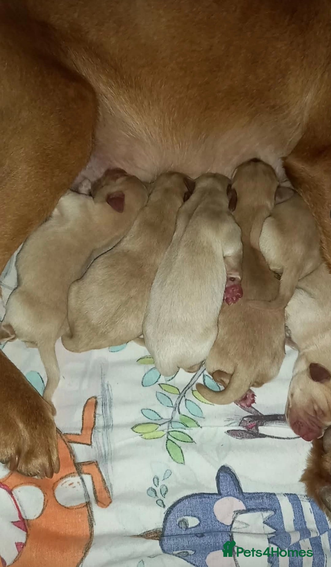 Labrador Retriever dogs for sale: Labrador puppies **1 bitch available - Advert 4