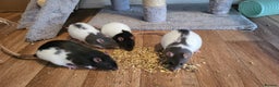 Rat rodents for sale: 4 Female Fancy Rats and Complete Setup  - Advert 12