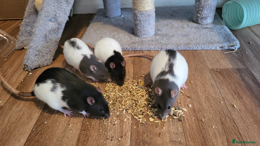 Rat rodents for sale: 4 Female Fancy Rats and Complete Setup  - Advert 12