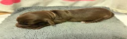 Miniature Dachshund dogs for sale: Longhaired Minature Dachshund - Advert 19