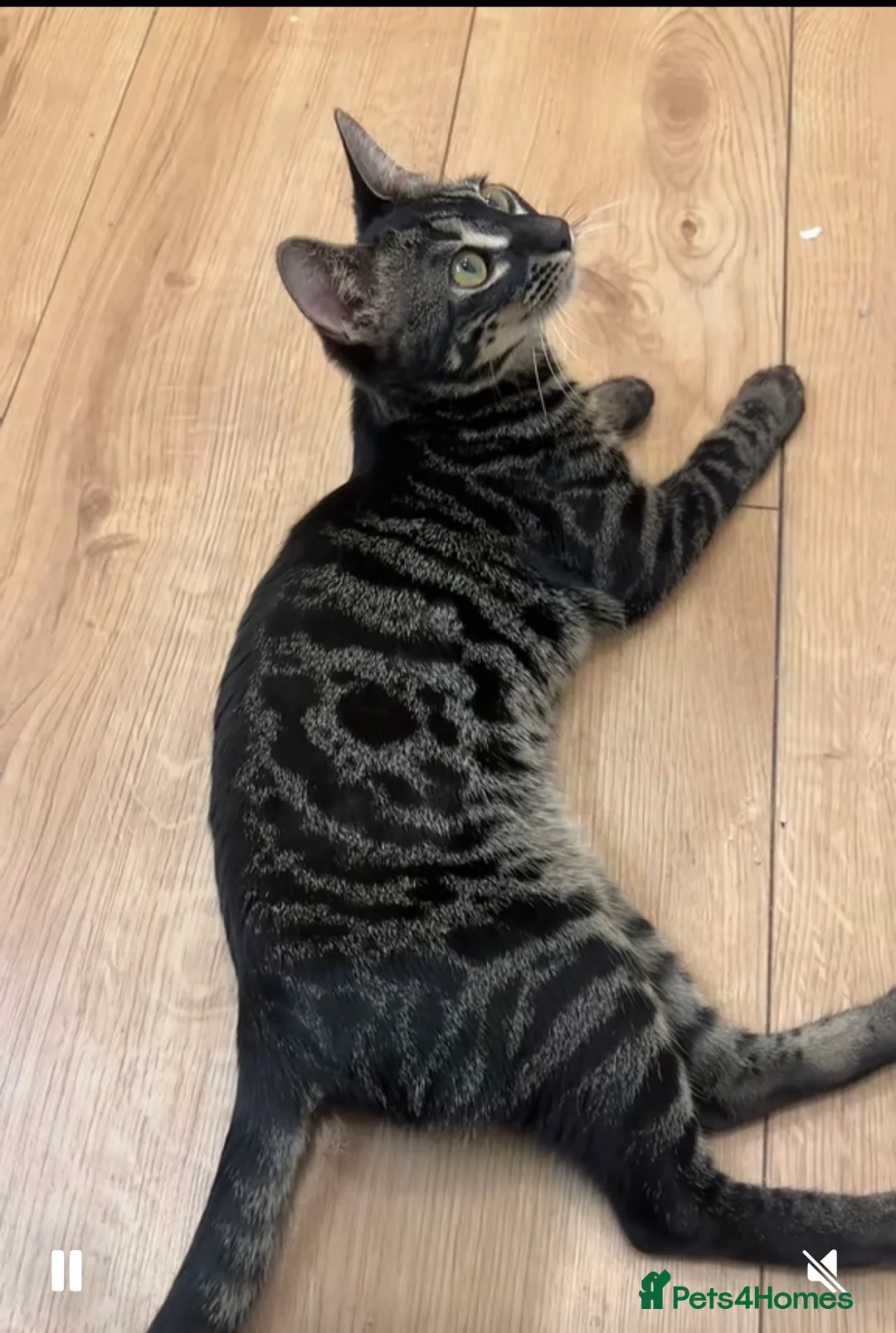 Bengal cats for sale: The "Midnight Silver" Reveal - Advert 1