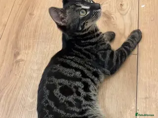 Bengal cats The "Midnight Silver" Reveal - Advert 1