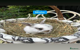 Mini Lop rabbits for sale: Baby Rabbits - Image 3