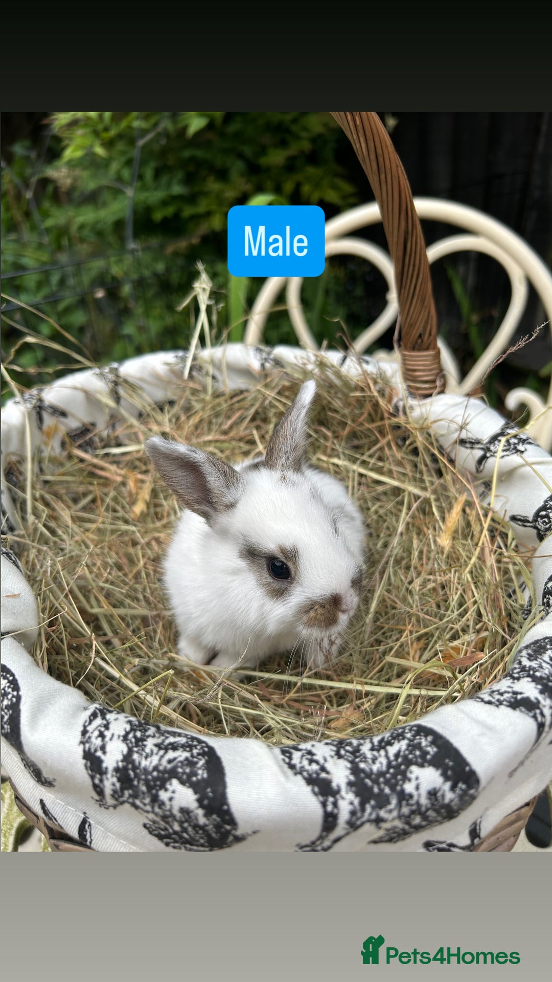 Mini Lop rabbits for sale: Baby Rabbits - Image 3