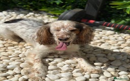 Cocker Spaniel dogs for sale: Chocolate Roan & Tan Cocker Spaniel Girl - Image 5