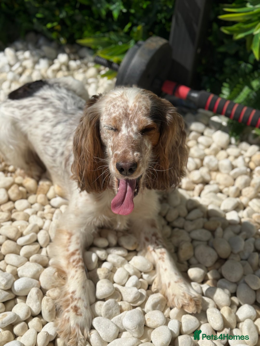 Cocker Spaniel dogs for sale: Chocolate Roan & Tan Cocker Spaniel Girl - Image 5