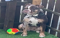 Old Tyme Bulldog dogs for sale: Female for rehoming  - Advert 1