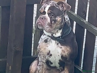 Old Tyme Bulldog dogs Female for rehoming - Advert 3