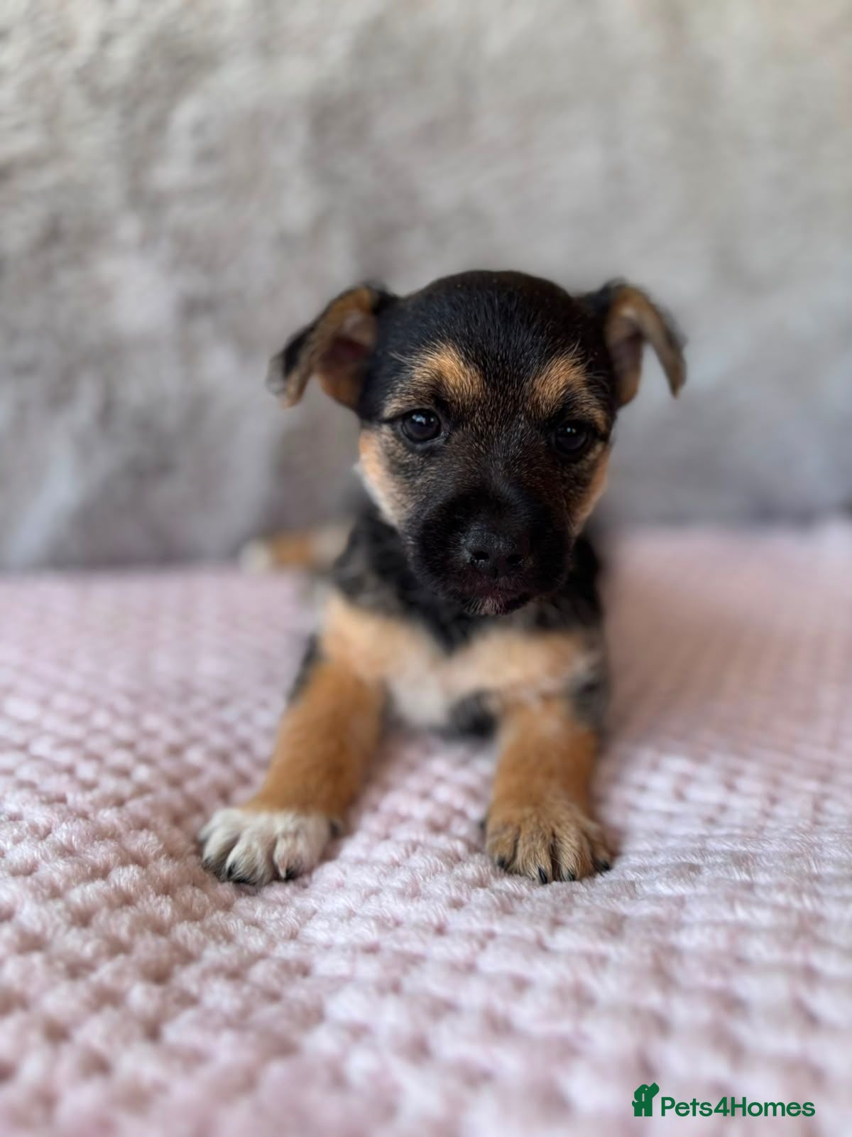 Jack Russell dogs Beautiful Jack Russells-One left! - Advert 1