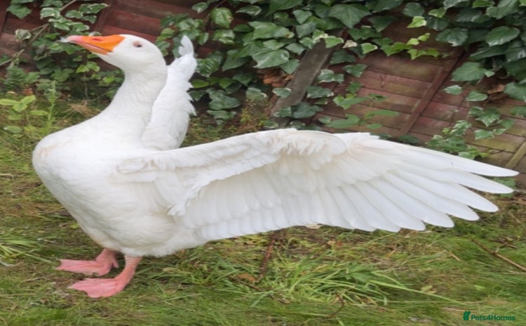 Geese poultry - Advert 1