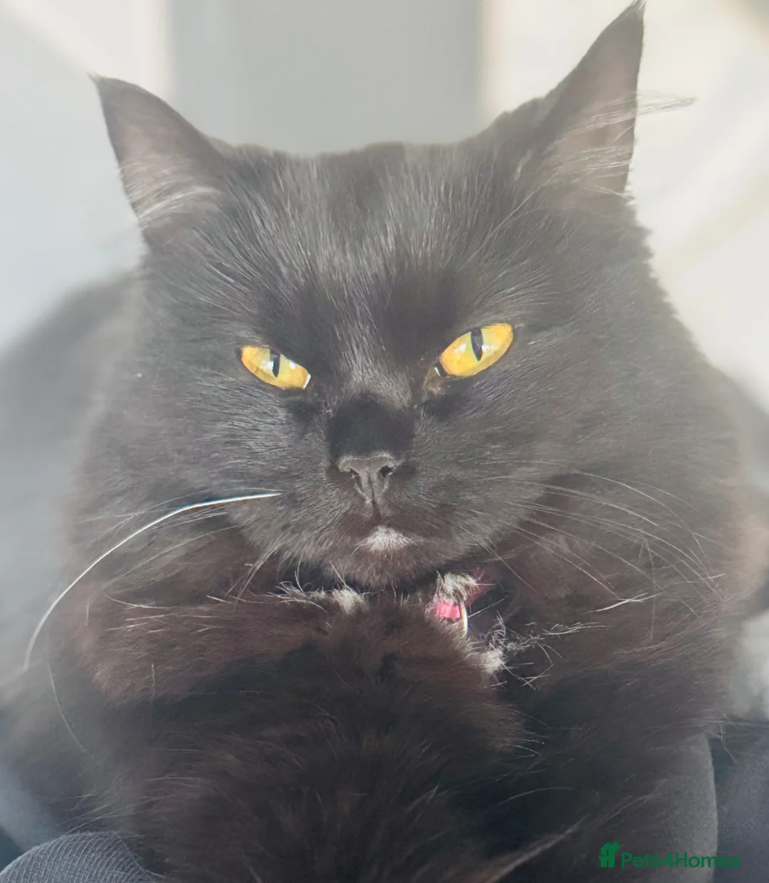 Mixed Breed cats for sale: Callie - Advert 6