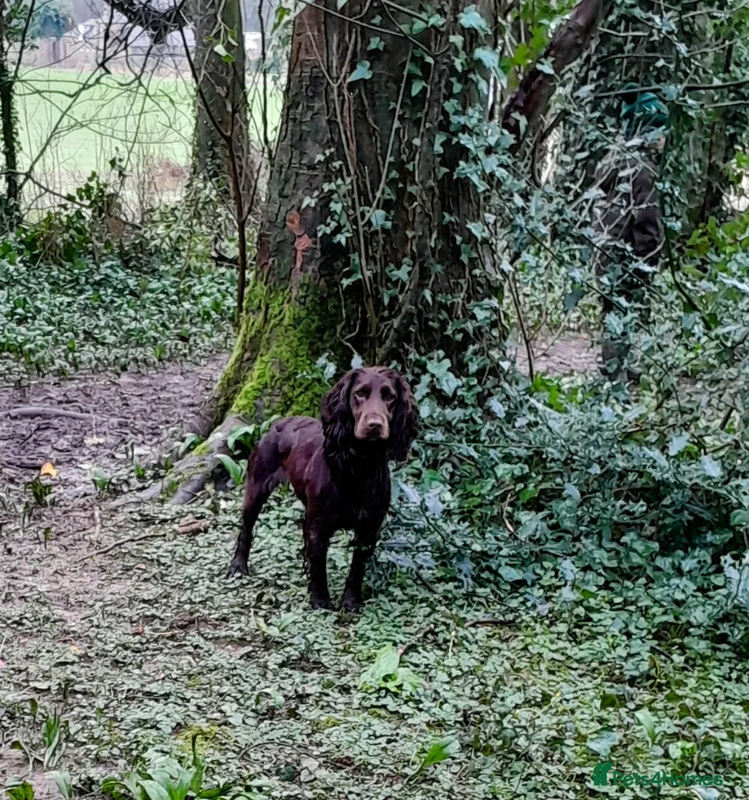 Cocker Spaniel dogs for sale: Kc Reg Health tested working Cocker spaniels  - Advert 3