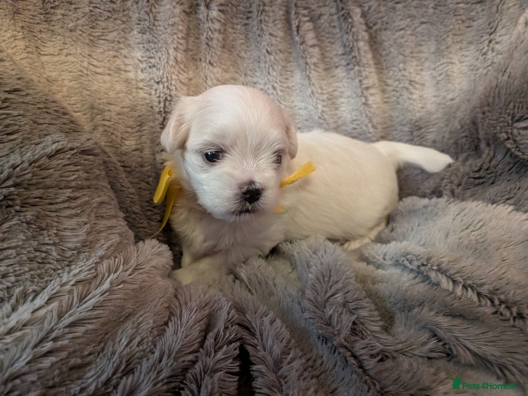 Maltese dogs for sale: Beautiful Small Size Maltese ONLY TWO PUPPIES LEFT - Image 21