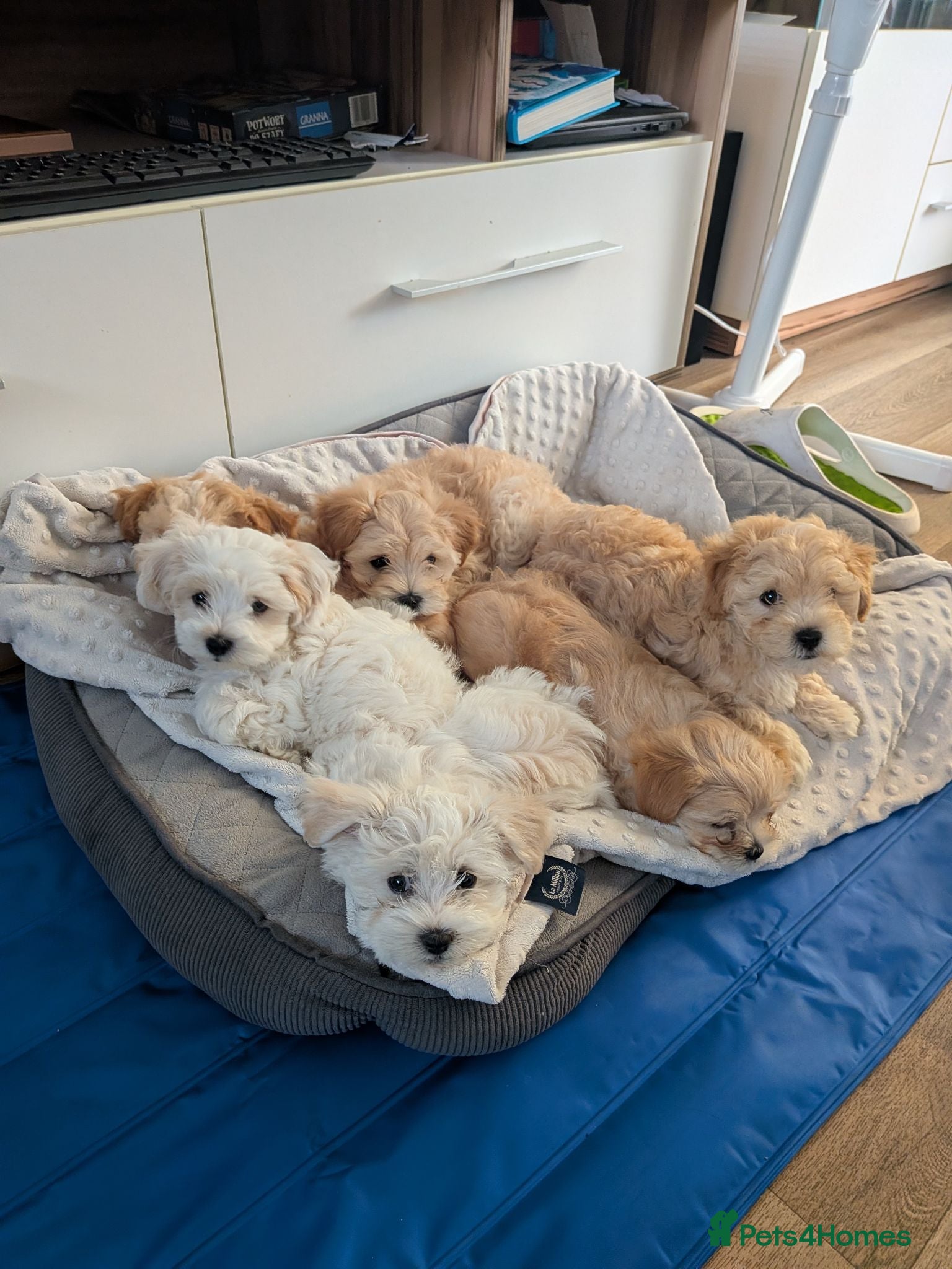 Maltipoo dogs Tiny Maltipoo 😍🐕🐕🥰 - Advert 4