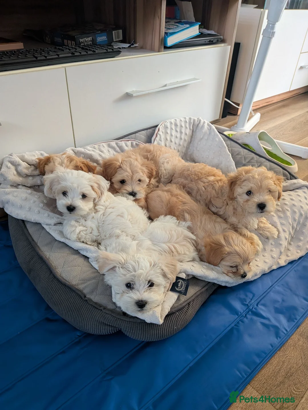 Maltipoo dogs for sale: Tiny Maltipoo, NEW PRICE 😍🐕🐕🥰 - Advert 1