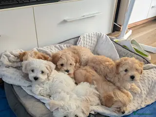 Maltipoo dogs Tiny Maltipoo 😍🐕🐕🥰 - Advert 4